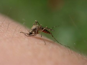 picaduras-mosquito