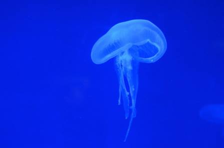 picadura medusa