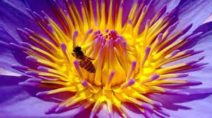 alergia picadura abeja avispa
